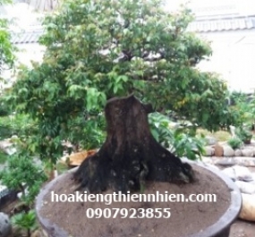 Cây khế bonsai