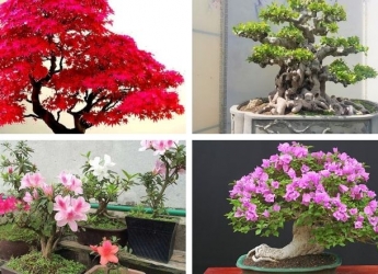 Cây bonsai